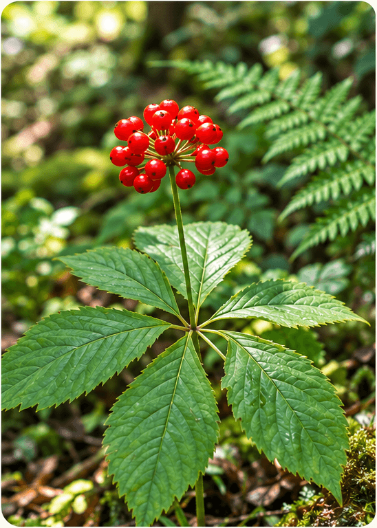 Panax Japonicus