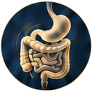 Digestion